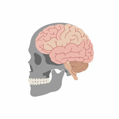 Flat Style Detailed Human Brain Anatomy Inside Skull Illustration
