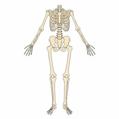Detailed Anatomical Illustration of a Human Skeleton Bone Structure Chart
