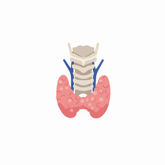 Simple Flat Thyroid Gland Anatomy Structure Medical Organ Illustration