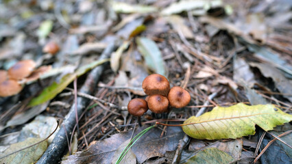 Close-up of Conocybe incarnata mushroom growing in natural forest floor environment