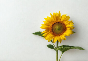 Obraz premium Single bright yellow sunflower against a clean white background
