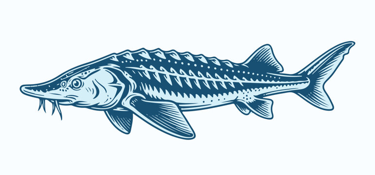Sturgeon Fish Vector Design