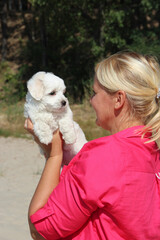 Woman holding cute Maltipoo dog in arms close-up. Maltese dog in female arms
