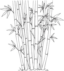 Obraz premium Line drawing illustration of a dense cluster of bamboo stalks plant nature