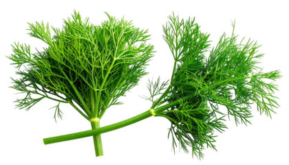 Fresh green dill sprigs bundled together with visible stems against a transparent background