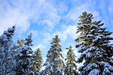 Tall snow covered spruce trees reaching towards the blue sky with some fluffy altocumulus clouds on a cold day of February in Finland.