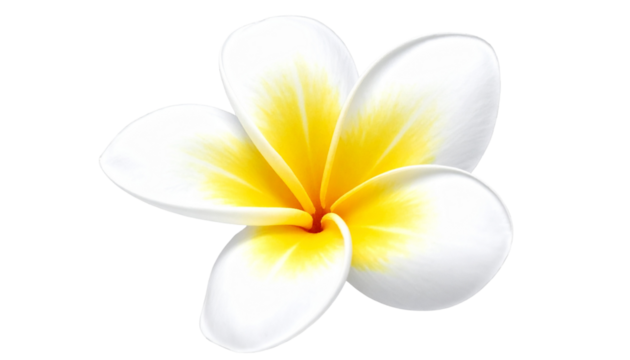 White and yellow frangipani plumeria flower isolated on transparent background PNG