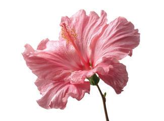 Close-up of a pink hibiscus flower with prominent stamen against a stark black background