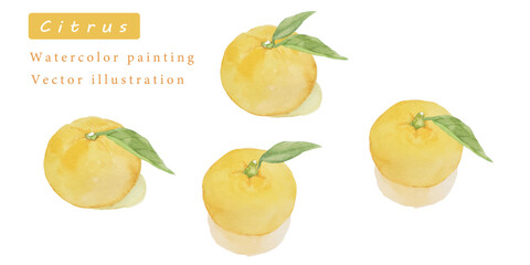ゆずの水彩ベクターイラスト