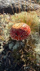 fly agaric mushroom