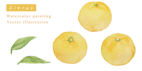 ゆずの水彩ベクターイラスト