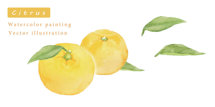 891/抽象画風/柑橘類/F10号891/抽象画風/柑橘類/F10号 891/抽象画風/柑橘類/F10号891/抽象画風/柑橘類/F10号 891/抽象画風