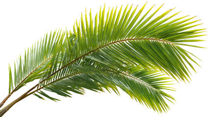 Obraz premium Green palm fronds with yellow tips isolated on transparent background
