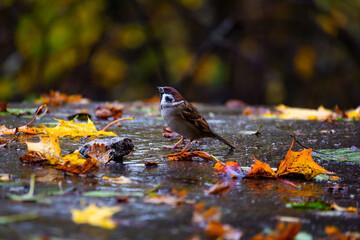 Great tit bird sitting on a wet tree branch during autumn rain, soaked feathers and bright yellow...
