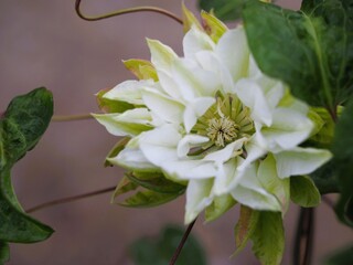 クレマチス　雪おこし