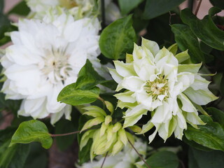 クレマチス　雪おこし