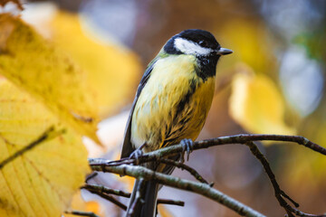 Fototapeta premium Great tit bird sitting on a wet tree branch during autumn rain, soaked feathers and bright yellow plumage, atmospheric wildlife portrait with forest background.