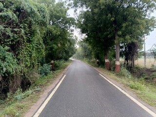 Tranquil Forest Road in Monsoon Mist – Serene Nature Pathway Through Lush Greenery. 