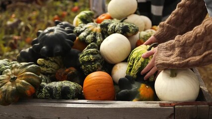 Close-up of various pumpkins and squashes in a wooden crate on a farm market during autumn harvest season. A woman hand choosing a pumpkin. Concept of organic farming, fall vegetables, and local - Powered by Adobe