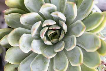 庭で多肉植物を育てる