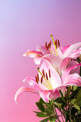 Fototapeta premium beautiful pink lilies against a soft gradient background