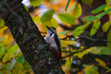 Woodpecker sitting on a wet tree trunk under autumn rain, soaked feathers and colorful plumage, atmospheric wildlife portrait with forest background.