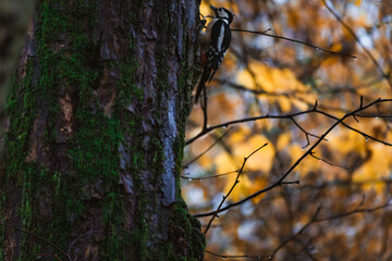 Fototapete bei efototapeten.de bestellen   