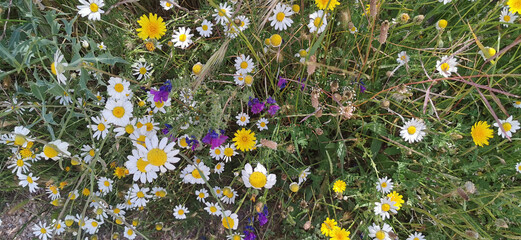A field full of wild flowers in shades of purple, yellow and white, offering a charming natural spectacle