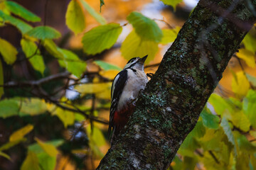 Woodpecker sitting on a wet tree trunk under autumn rain, soaked feathers and colorful plumage, atmospheric wildlife portrait with forest background.