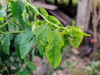 Obraz premium green plant with water droplets