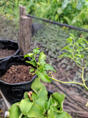 organic vegetable garden