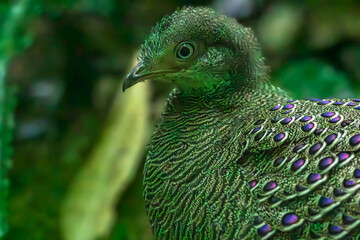 Grey peacock-pheasant (Polyplectron bicalcaratum), also known as Burmese peacock-pheasant at Dehing-Patkai NP, Assam