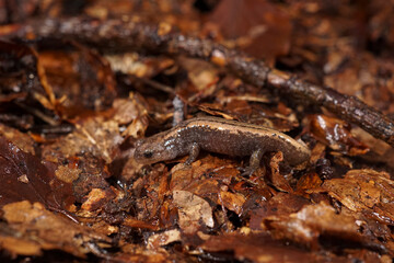 Closeup on a juvenile Siberian salamander, Salamandrella keyserlingii on fallen leaves