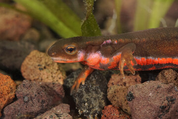 Closeup on a colorful male Japanese fire-bellied newt, Cynops pyrrhogaster with vibrant red belly