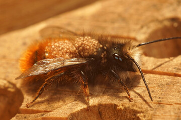 Closeup on a female European orchard bee , Osmia rufa infested with parasitic mites , Chaetodactylus krombeini.