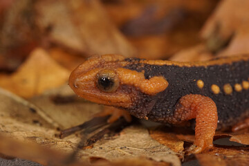 Closeup on the orange colored Asian Mandarin newt, Tylototriton shanjing posing on dried leaves