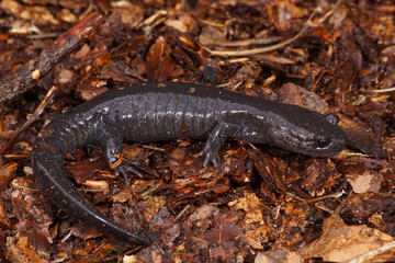 Closeup on the charcoal black Japanese streamside Ishizuchi salamander Hynobius hirosei
