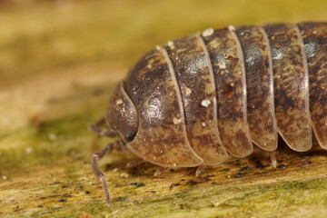 Extreme closeup on the head of a common pill woodlouse , Armadillidium vulgare