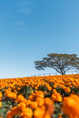 快晴の日のマリーゴールドの丘公園
