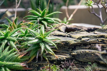 Vibrant aloe plants thrive near textured desert rocks