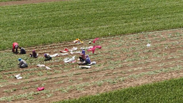 Farmers harvesting single-clove garlic outdoors in the countryside
