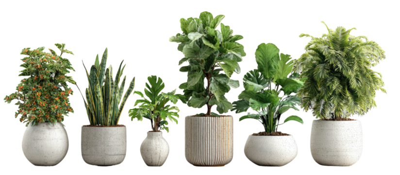 Five potted plants of varying types and sizes, arranged against a black background, each in a decorative ceramic pot