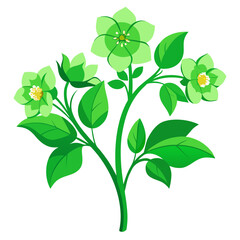 hellebore green gambler on white background