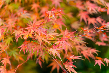 Closeup and crop the vibrant red foliage of a Japanese maple tree in autumn season on blurred background.