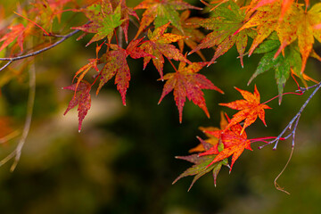 Closeup and crop the vibrant colors of a Japanese maple tree in autumn season on blurred background.