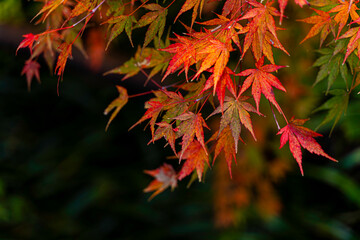 Closeup and crop the vibrant colors of a Japanese maple tree in autumn season on blurred background.