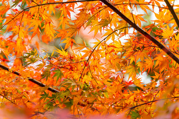 Scenery of the vibrant orange color of Japanese maple tree branch in autumn season.