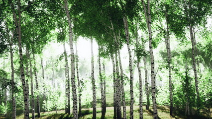 Sunlight filters through tall birch trees in a serene forest, creating a magical atmosphere. The vibrant greenery inspires tranquility and a sense of natures beauty.