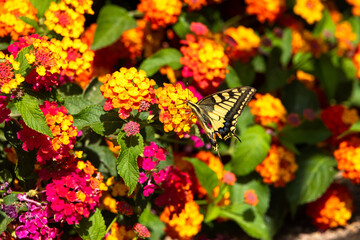 Old World Swallowtail Papilio machaon on vibrant Lantana camara flowers, France, Corsica, Apietto,...