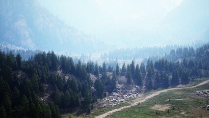 Obraz premium Lush green valley surrounded by misty mountains. Tall evergreen trees stand proudly as the gentle fog drapes the scenery, creating a tranquil and dreamlike atmosphere during the early morning.